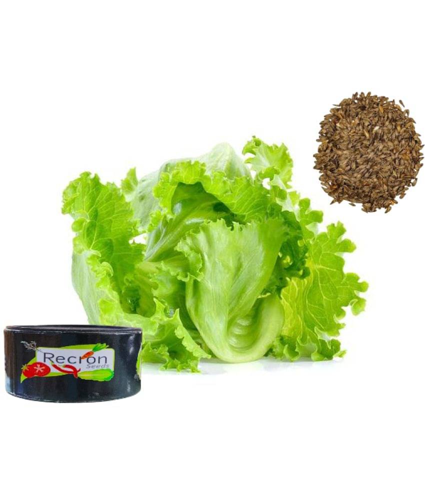     			Recron Seeds Lettuce Vegetable ( 100 Seeds )