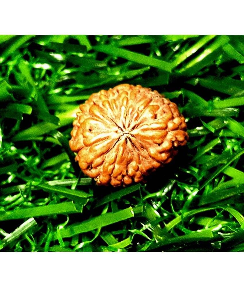 CHANDRABHAN JI (CBJ) 10 Mukhi Rudraksha Bead ( Pack of 1 ) CHANDRABHAN JI (CBJ) 10 Mukhi Rudraksha Bead ( Pack of 1 )