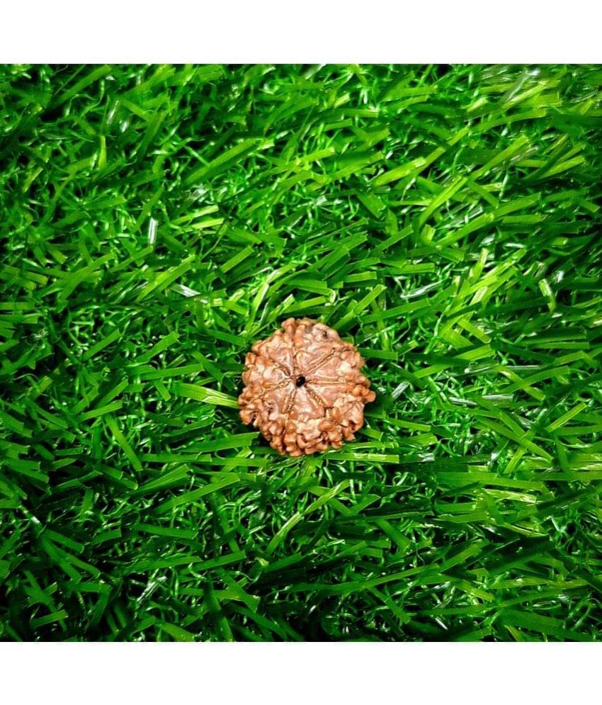     			CHANDRABHAN JI (CBJ) 7 Mukhi Rudraksha Bead ( Pack of 1 )
