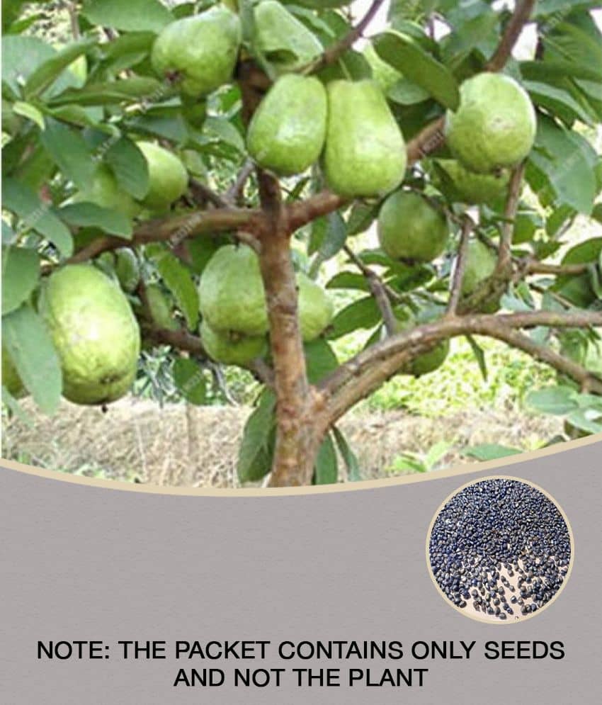 homeagro - Guava Fruit ( 100 Seeds )
