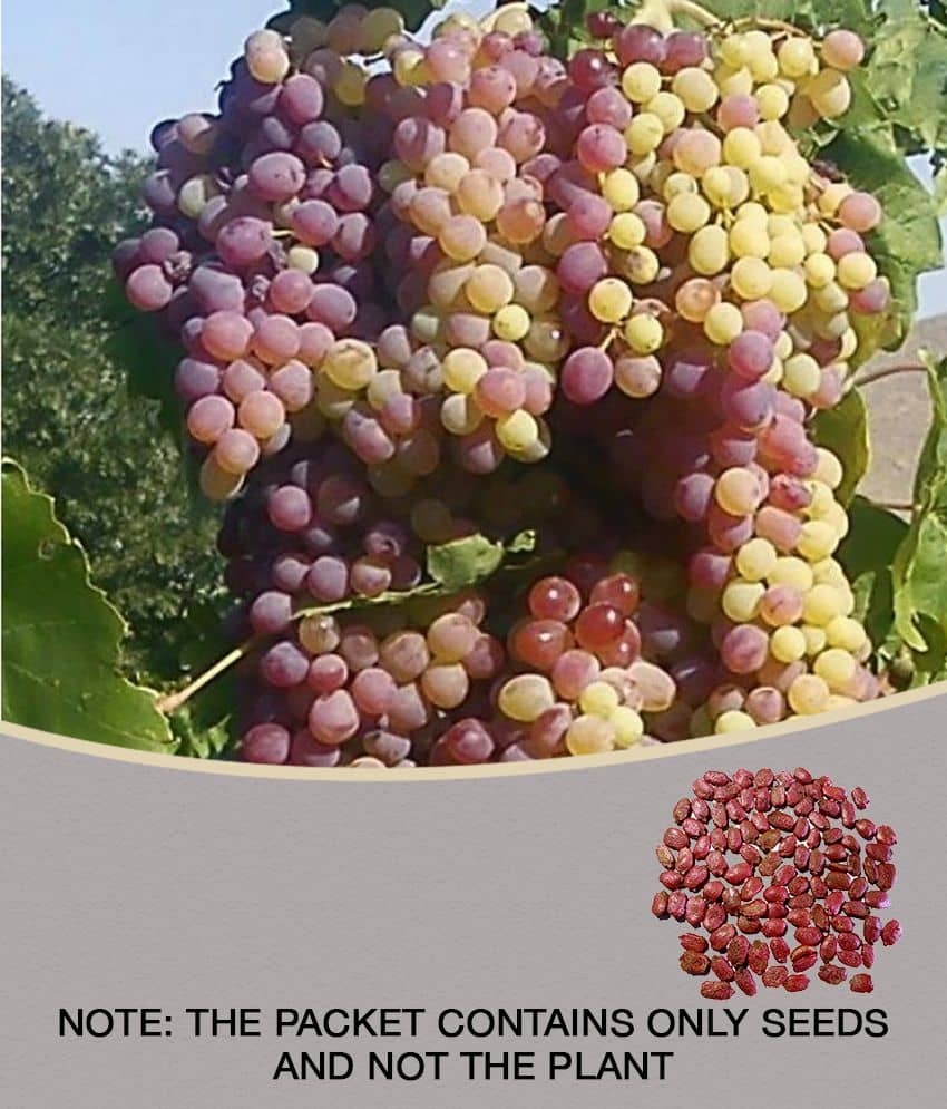 homeagro - Black Grape Fruit ( 20 Seeds )