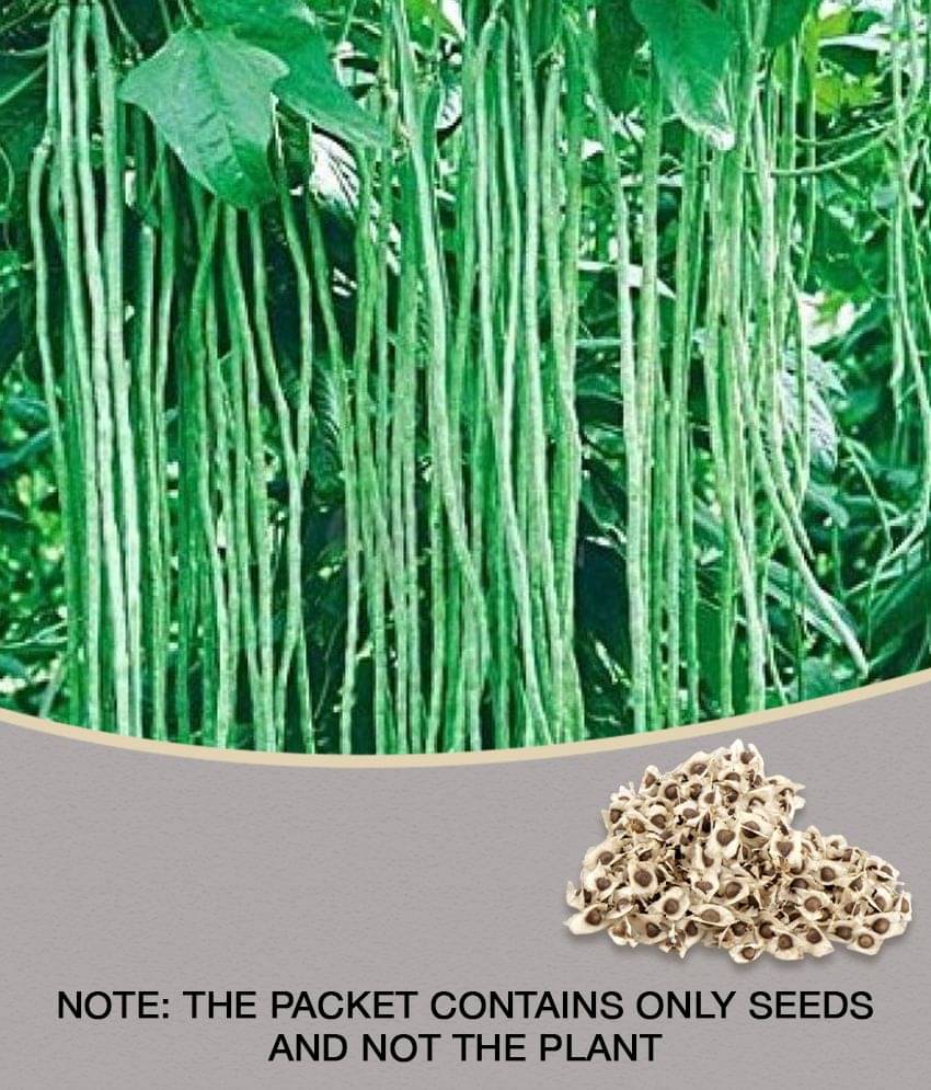     			Hybrid Pkm Seeds Drumstick 10 Vegetable Seeds