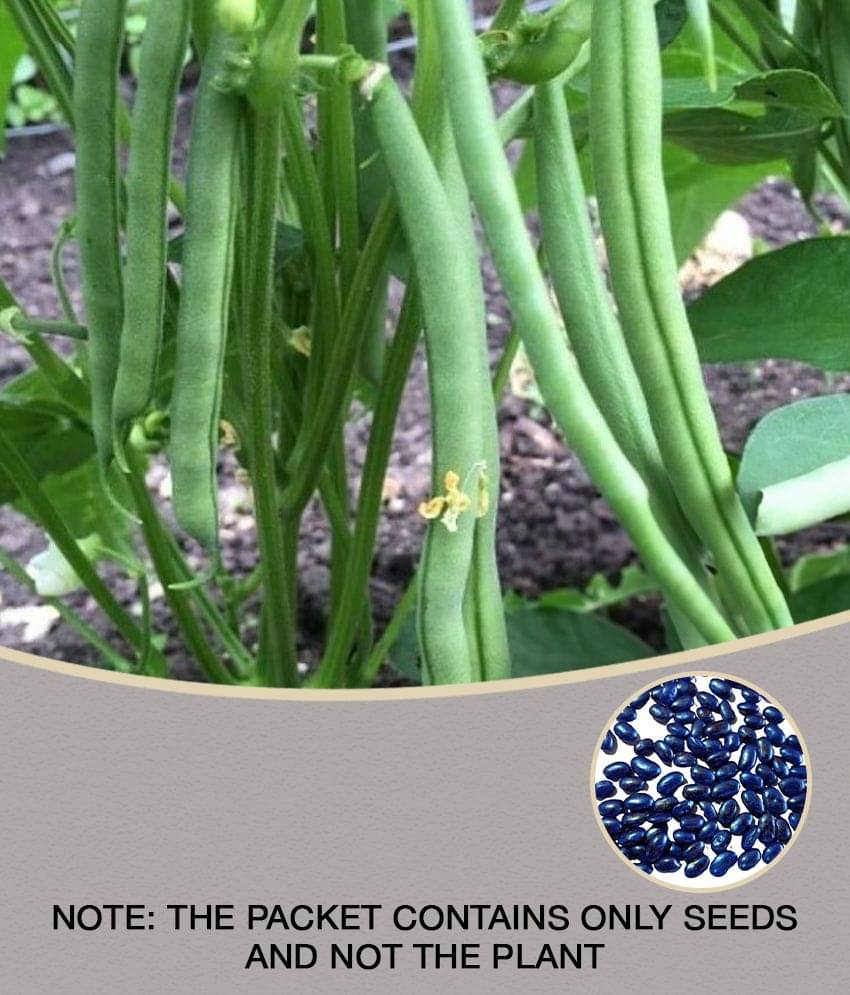homeagro French Beans vegetables hybrid seeds | p homeagro French Beans vegetables hybrid seeds | p
