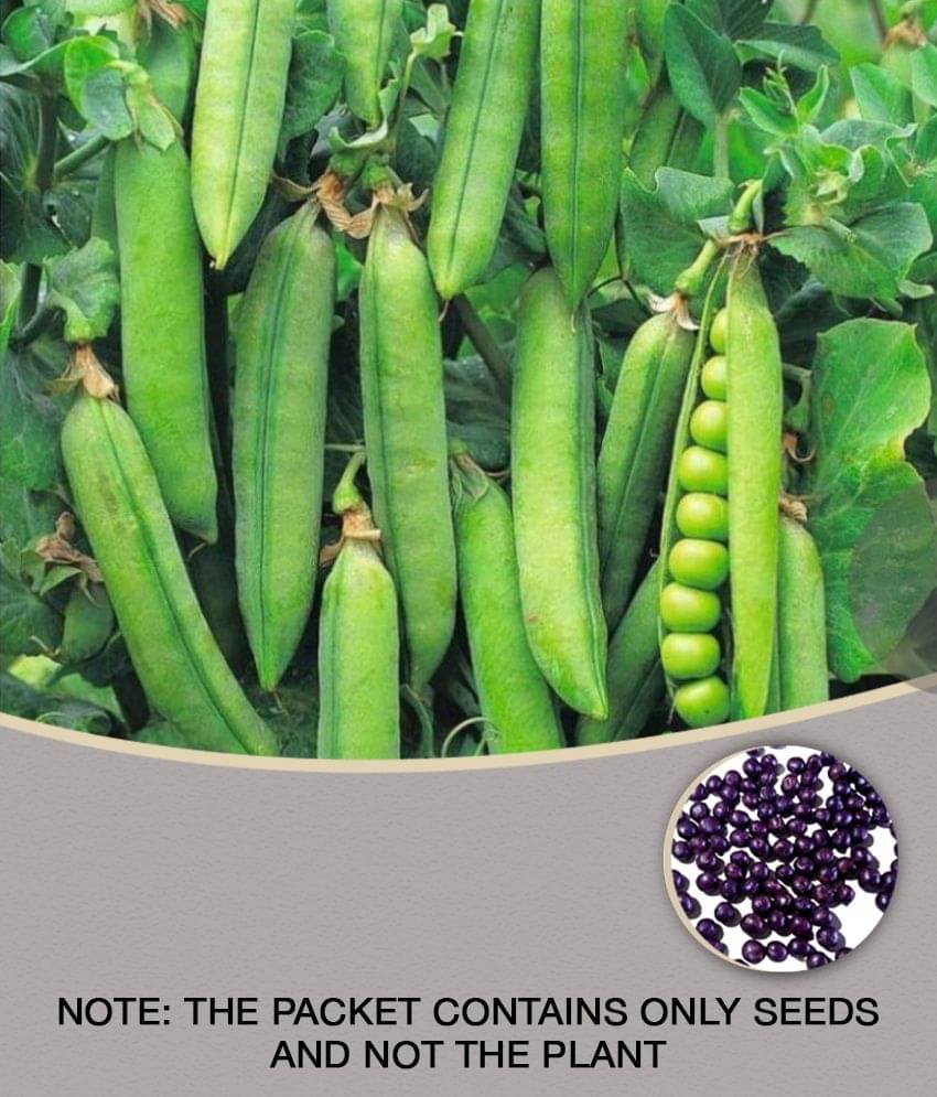     			F1 Hybrid Peas Vegetable Seeds ( 25 Seeds)