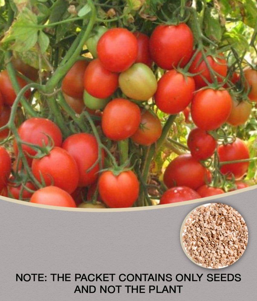     			ARKA RAKSHAK F1 HYBRID TOMATO 100 SEEDS