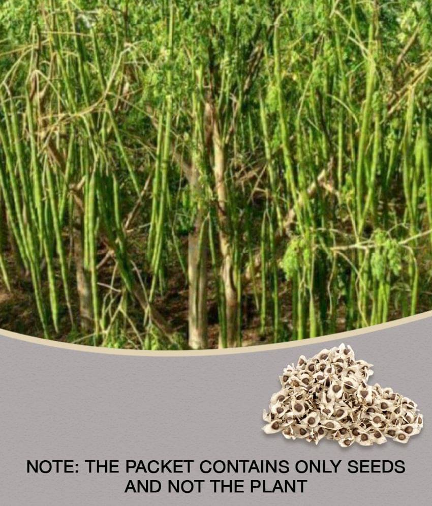Hybrid PKM 1 Drumstick/Sajna - Moringa Oleifera Pack of 15 Seeds Hybrid PKM 1 Drumstick/Sajna - Moringa Oleifera Pack of 15 Seeds