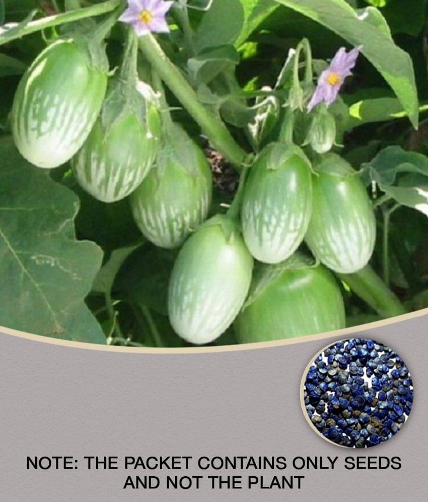 BRINJAL GREEN GOL Seed, F1 Hybrid (50 seeds) BRINJAL GREEN GOL Seed, F1 Hybrid (50 seeds)