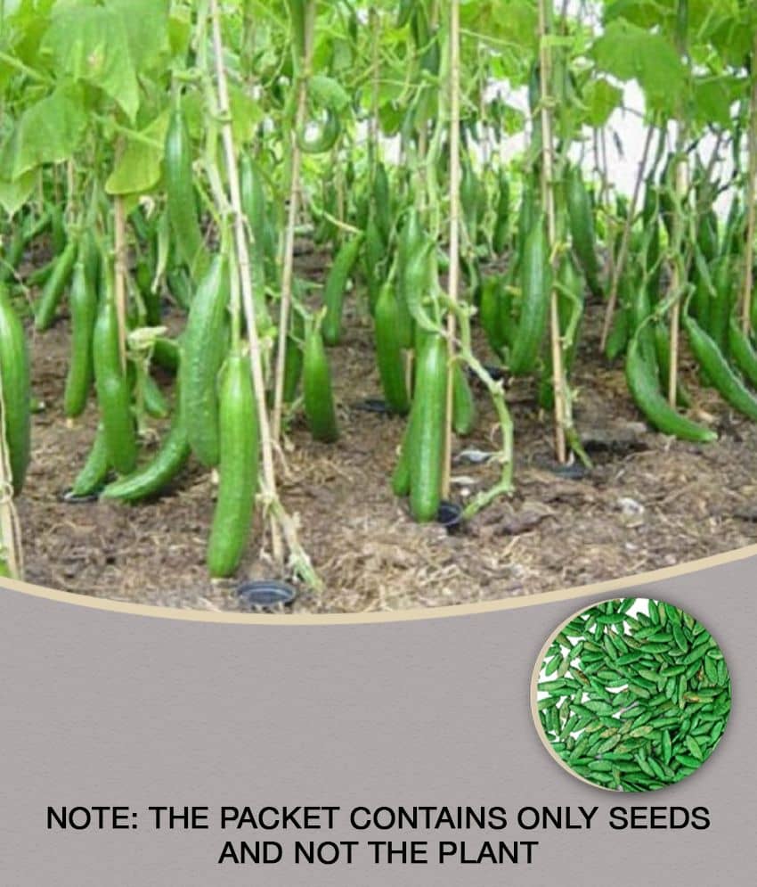 Cucumber Seeds For Home & Kitchen Gardening | Pack of 50