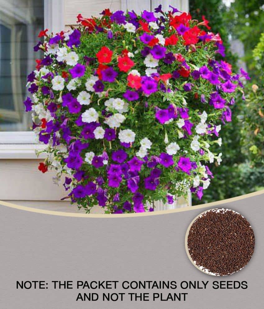 Super Agri Green Petunia Grandiflora 100 Seeds Mixed Pack