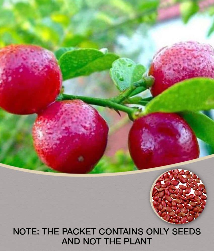 homeagro - Lemon Vegetable ( 10 Seeds )