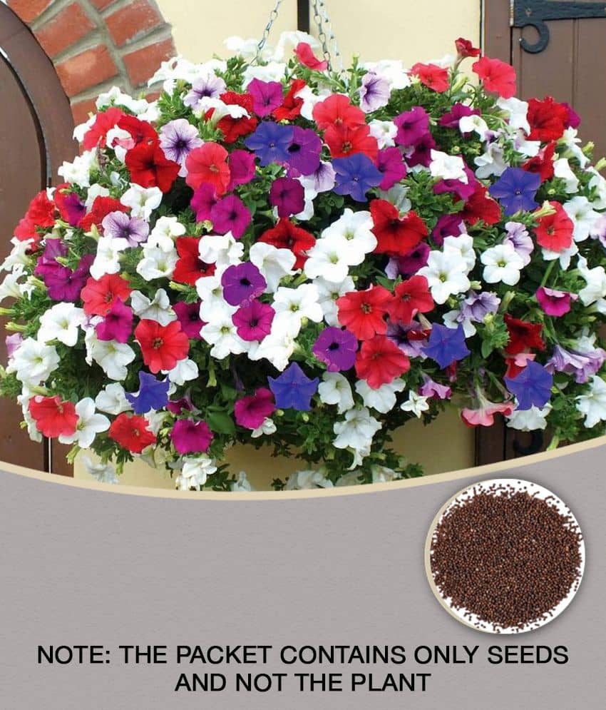 PETUNIA garden mixed flower seeds Perennial For Terrace Balcony Gardening Garden plant flower 100 seeds with cocopeat