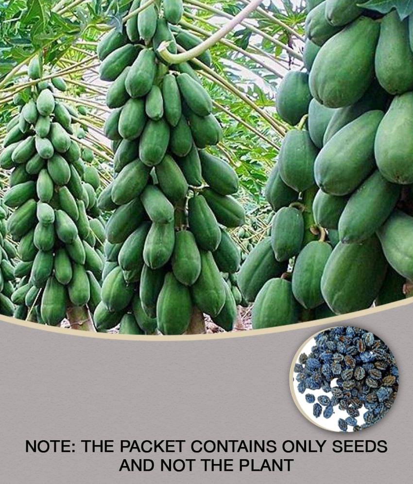     			Thai Papaya Hybrid Variety Dwarf Fruit 50 Seeds Packet