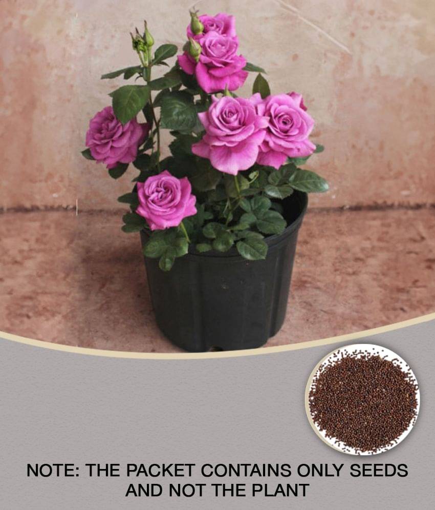     			Purple Chinese Rose Tree Miniature seed Beautiful flower Yard Flower 20 seeds