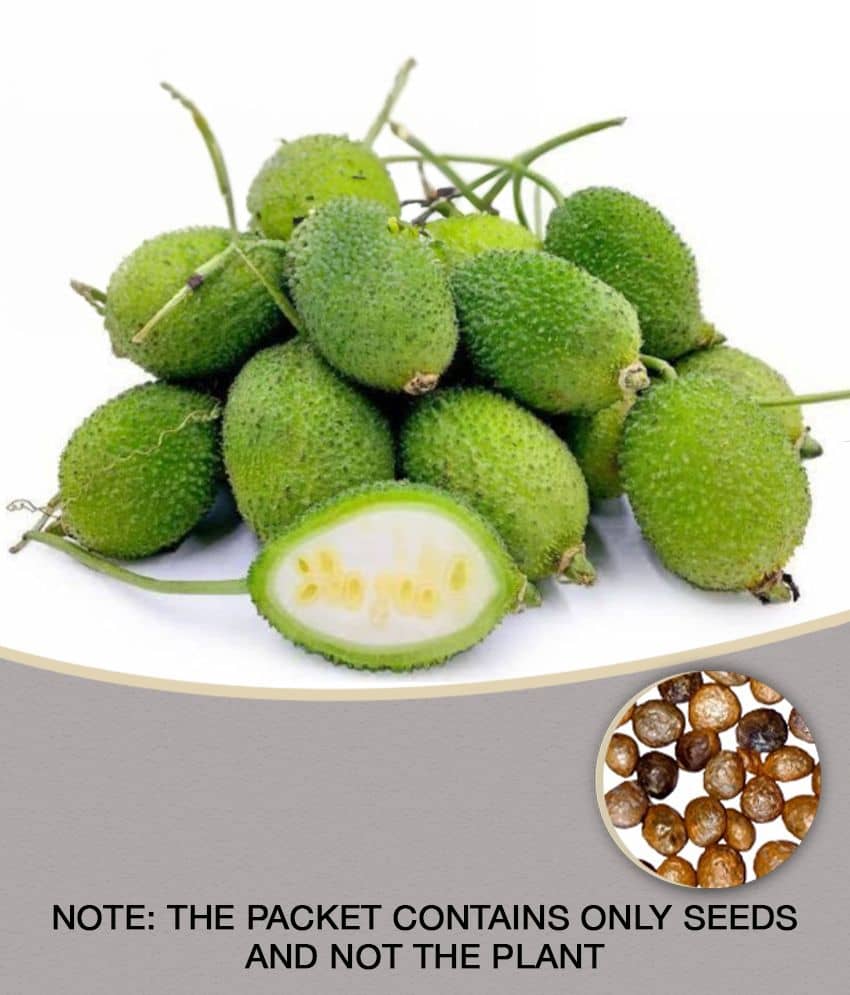 Spiny Gourd Kantola - Kankoda Vegetable Seeds (Pack of 20 Seeds ) - cocopeat soil free