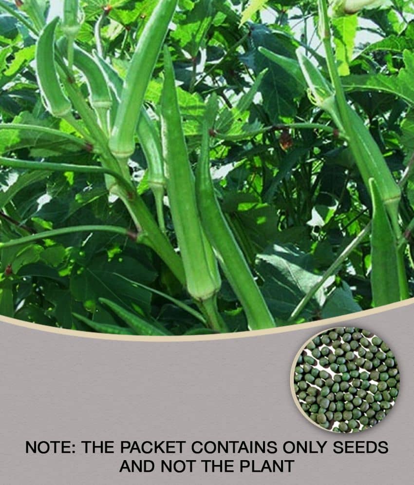 Modern Plants - Bhindi/Lady Finger 25 Seeds - Natural Best Quality Seeds
