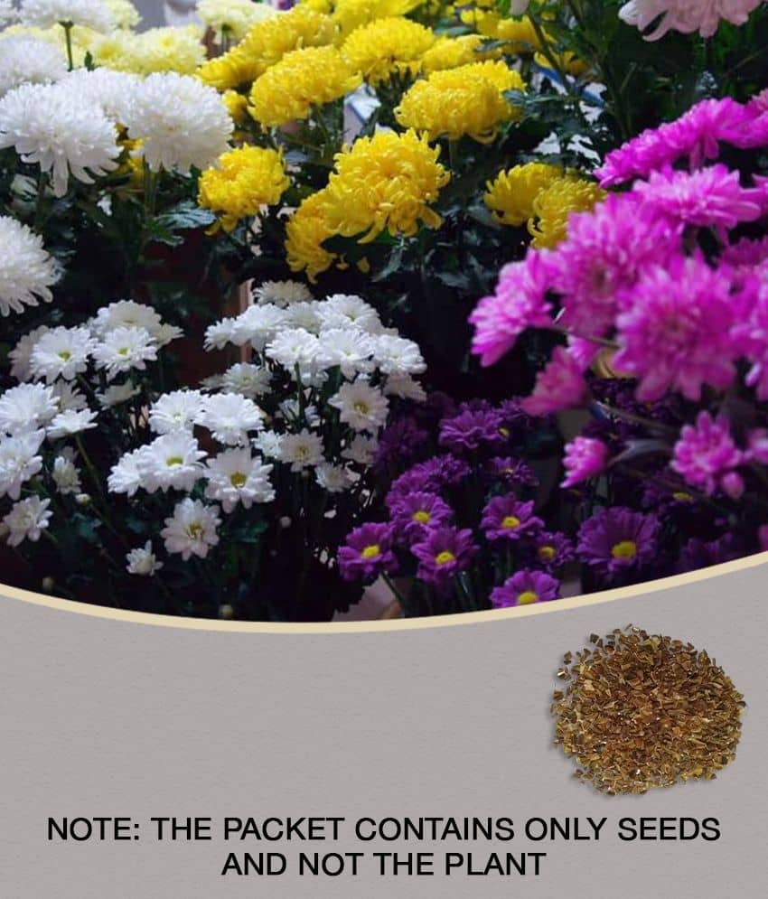 Chrysanthemum Opera White Mix German Breed 30+ Seeds with growing cocopeat