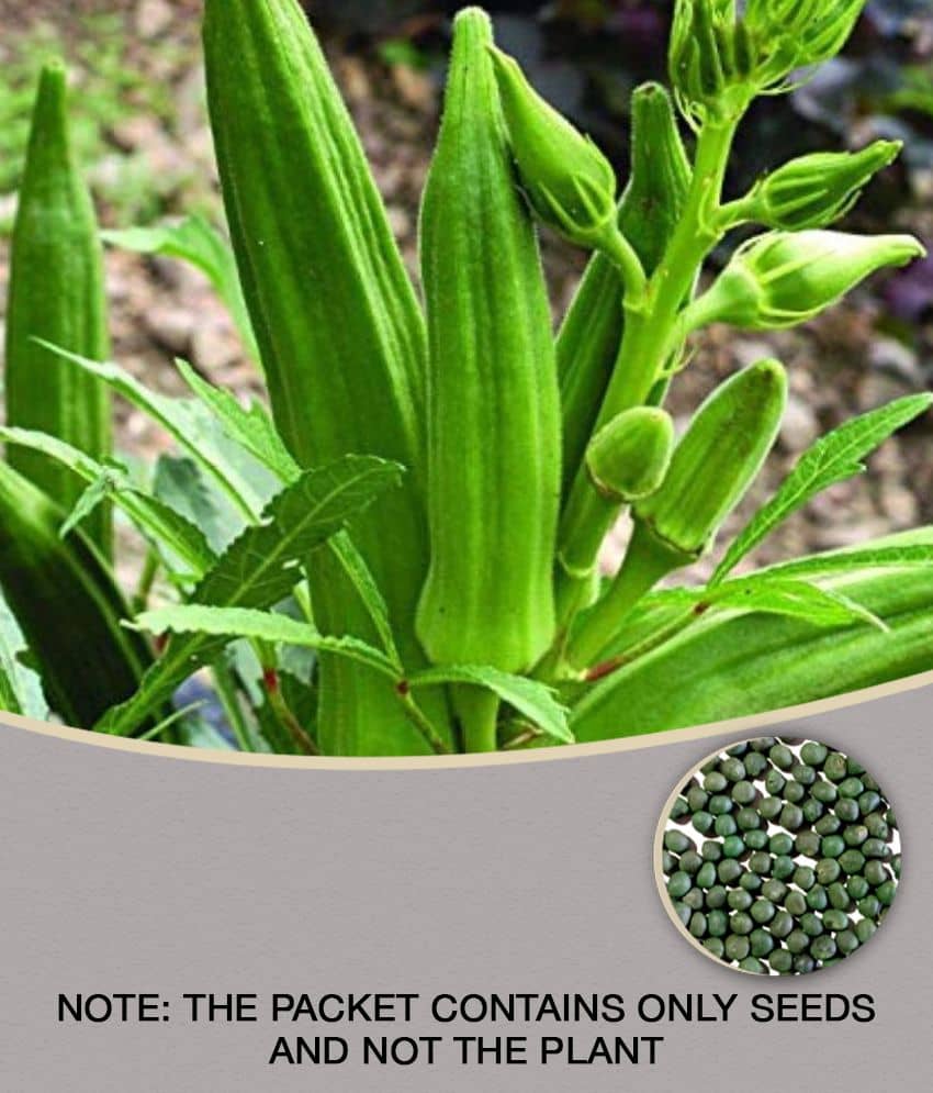 Gadgets Boss - Lady Finger Vegetable ( 50 Seeds )