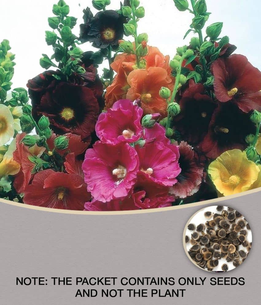 homeagro - HollyHock Flower Seeds (Pack of 50)