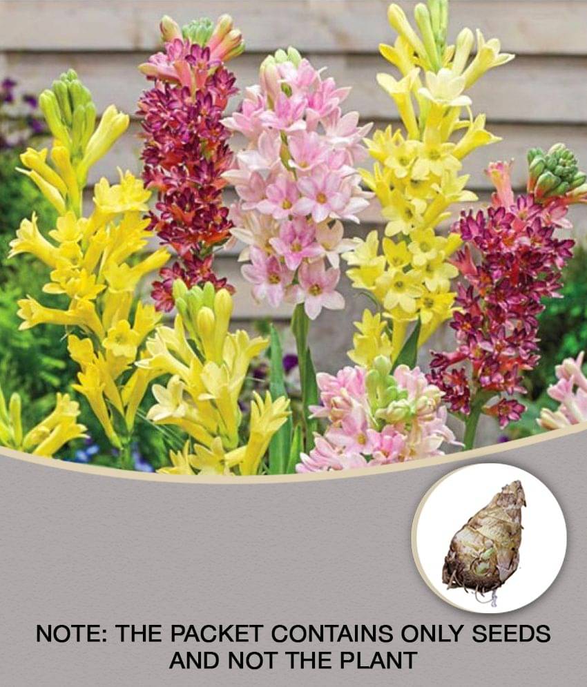 shivam organic seeds Garden Rajnigandha Double Flowering Fragrant Polianthes Tuberosa Flower Bulbs/Seeds ( mix - 5 Bulbs ) shivam organic seeds Garden Rajnigandha Double Flowering Fragrant Polianthes Tuberosa Flower Bulbs/Seeds ( mix - 5 Bulbs )