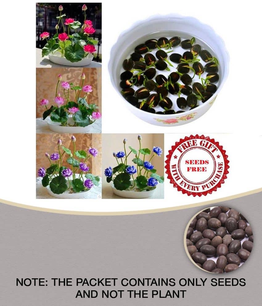 homeagro Lotus Flower Seeds - 10 SEED - Pink & White Colors Seeds For Home Garden - 10 - Seeds + Instruction Manual