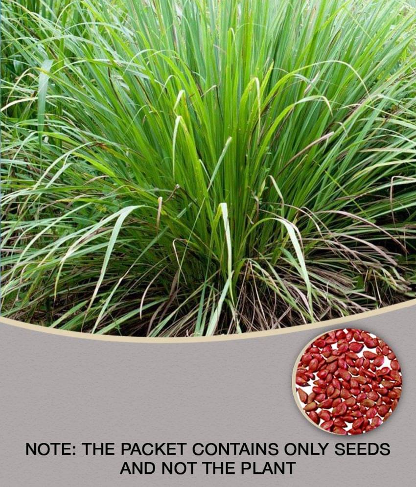     			Lemon Grass Seeds High Germination 30 Seeds PACK WITH USER MANUAL for Your Garden/Easy to Grow/Organic Hybrid Vegetable Seeds for Home and Terrace LOW PRICAAT SNAPDEAL
