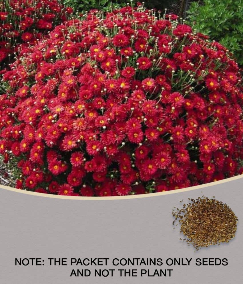 homeagro - Indian Chrysanthemum Mixed Flower ( 50 Seeds )
