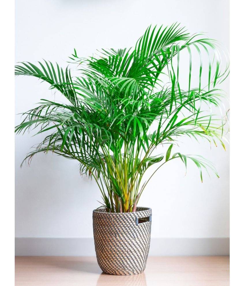     			Jignisha Seeds Areca palm Plant ( 5 Seeds )