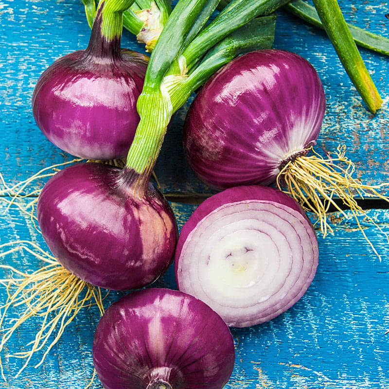 Red Round Onion (Lal Kanda, Pyaj/Pyaz Ke Beej) Vegetable Seeds Pack Of 500 | Organic | for Planting in Home Kitchen Terrace Balcony Gardening Red Round Onion (Lal Kanda, Pyaj/Pyaz Ke Beej) Vegetable Seeds Pack Of 500 | Organic | for Planting in Home Kitchen Terrace Balcony Gardening