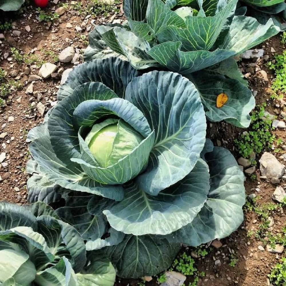     			Green Cabbage (Patta Gobhee/Band Gobhi ke beej) Vegetable Seeds Pack Of 50 | Organic | for Planting in Home Kitchen Terrace Balcony Gardening