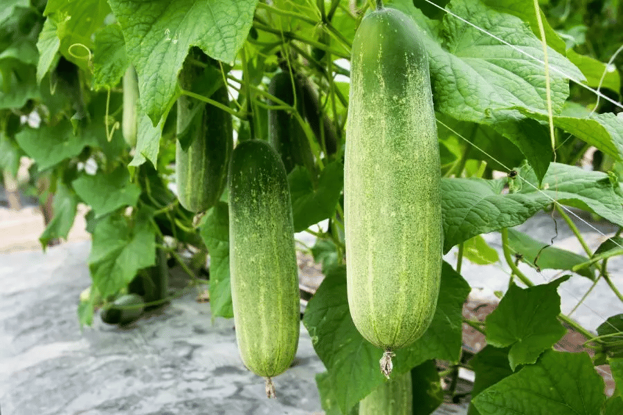 Jignisha Seeds Cucumber Vegetable ( 50 Seeds ) Jignisha Seeds Cucumber Vegetable ( 50 Seeds )
