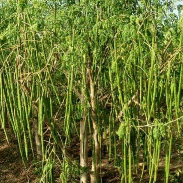 Jignisha Seeds Drumstick Vegetable ( 15 Seeds ) Jignisha Seeds Drumstick Vegetable ( 15 Seeds )