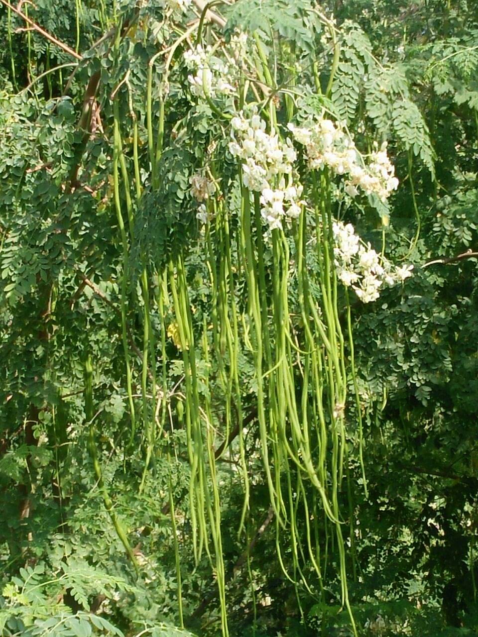     			Jignisha Seeds Drumstick Vegetable ( 30 Seeds )
