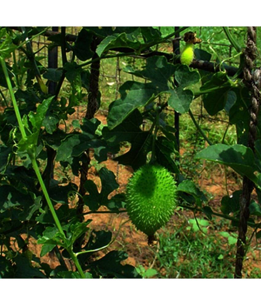     			Jignisha Seeds Kantola Vegetable ( 20 Seeds )