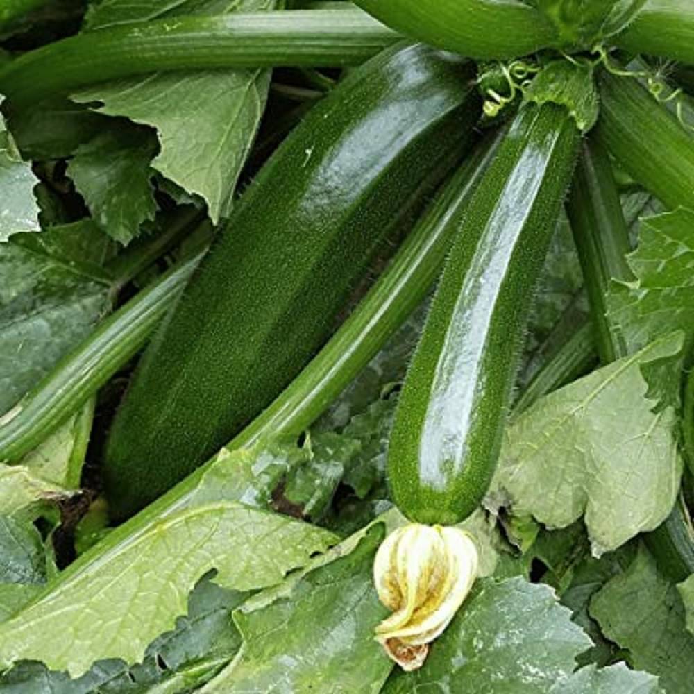 Summer Squash Zucchini Vegetable ( 10 Seeds ) Summer Squash Zucchini Vegetable ( 10 Seeds )
