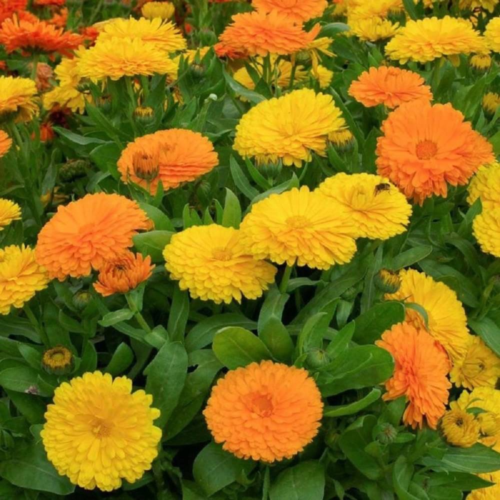     			Jignisha Seeds Calendula Doppio Flower ( 30 Seeds )