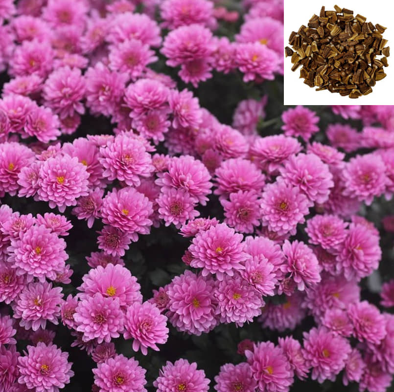 zello Indian Chrysanthemum Mixed Flower ( 50 Seeds )