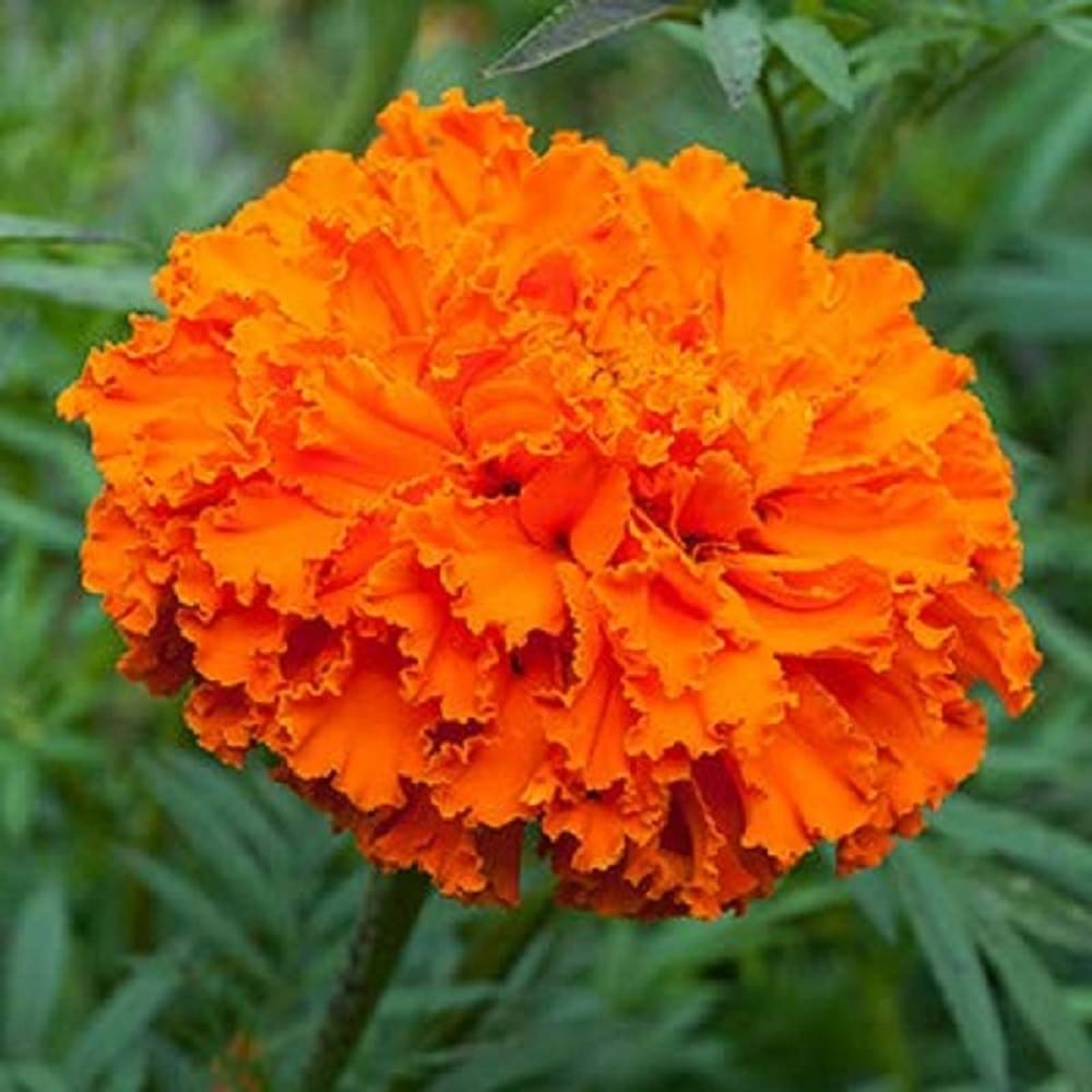 Jignisha Seeds Dhan Basanti Marigold Flower ( 50 Seeds ) Jignisha Seeds Dhan Basanti Marigold Flower ( 50 Seeds )