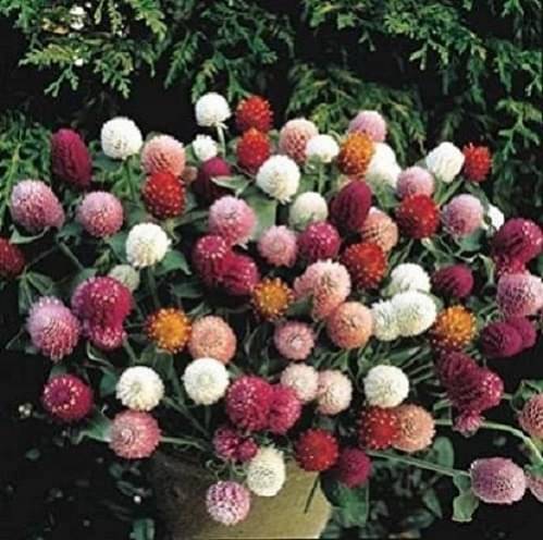 Jignisha Seeds Gomphrena Mixed Flower ( 30 Seeds ) Jignisha Seeds Gomphrena Mixed Flower ( 30 Seeds )