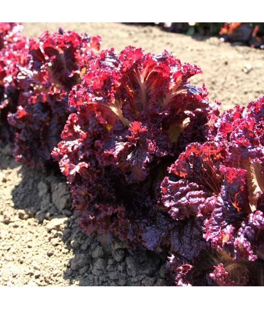 Jignisha Seeds Red Lettuce Vegetable ( 50 Seeds ) Jignisha Seeds Red Lettuce Vegetable ( 50 Seeds )