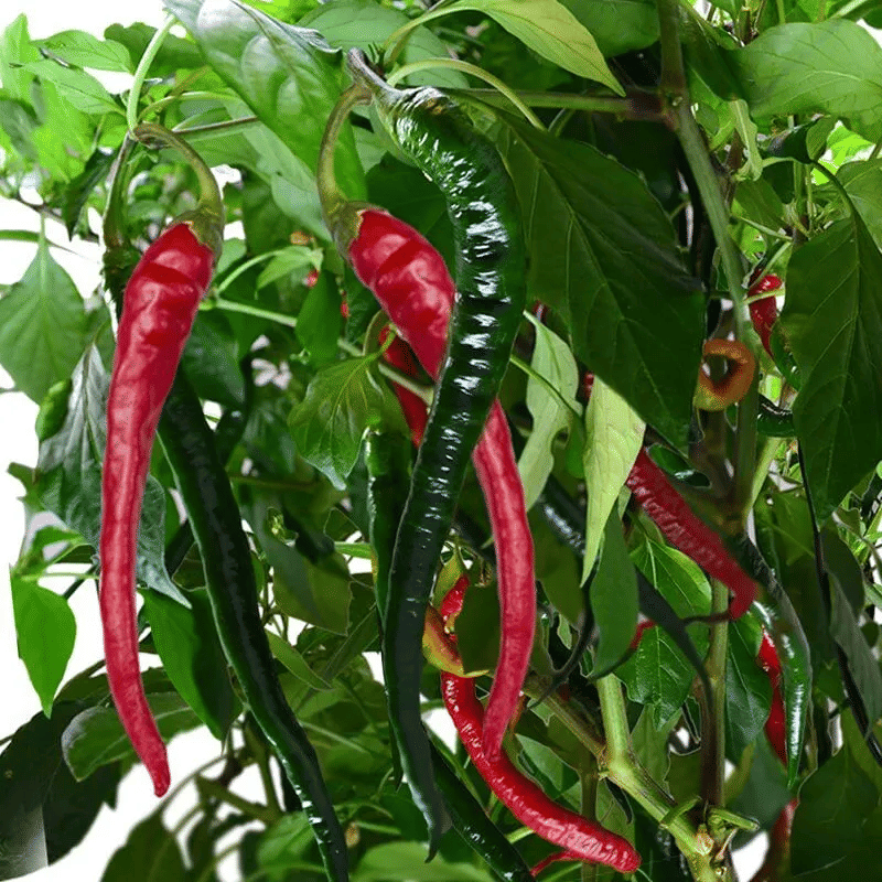     			Jignisha Seeds Red chilli Vegetable ( 50 Seeds )