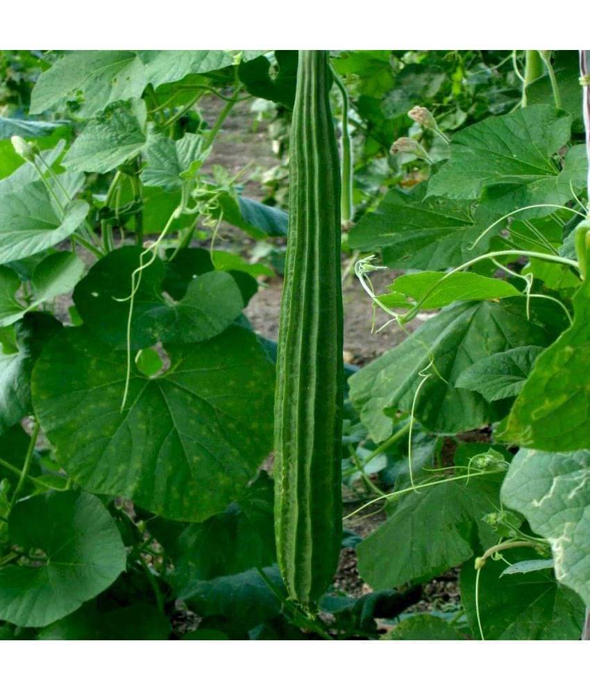 Jignisha Seeds Ridge Gourd (Toree) Vegetable ( 30 Seeds ) Jignisha Seeds Ridge Gourd (Toree) Vegetable ( 30 Seeds )