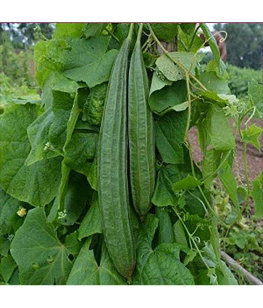 Jignisha Seeds Ridge Gourd (Toree) Vegetable ( 30 Seeds ) Jignisha Seeds Ridge Gourd (Toree) Vegetable ( 30 Seeds )