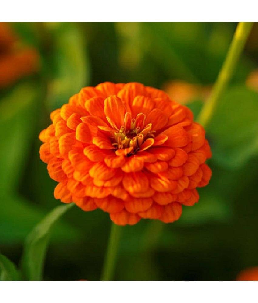 Zinnia Orange Color Flower Seeds Pack Of 30 | Indoor And Outdoor | for Planting in Home Kitchen Terrace Balcony Gardening     			Zinnia Orange Color Flower Seeds Pack Of 30 | Indoor And Outdoor | for Planting in Home Kitchen Terrace Balcony Gardening