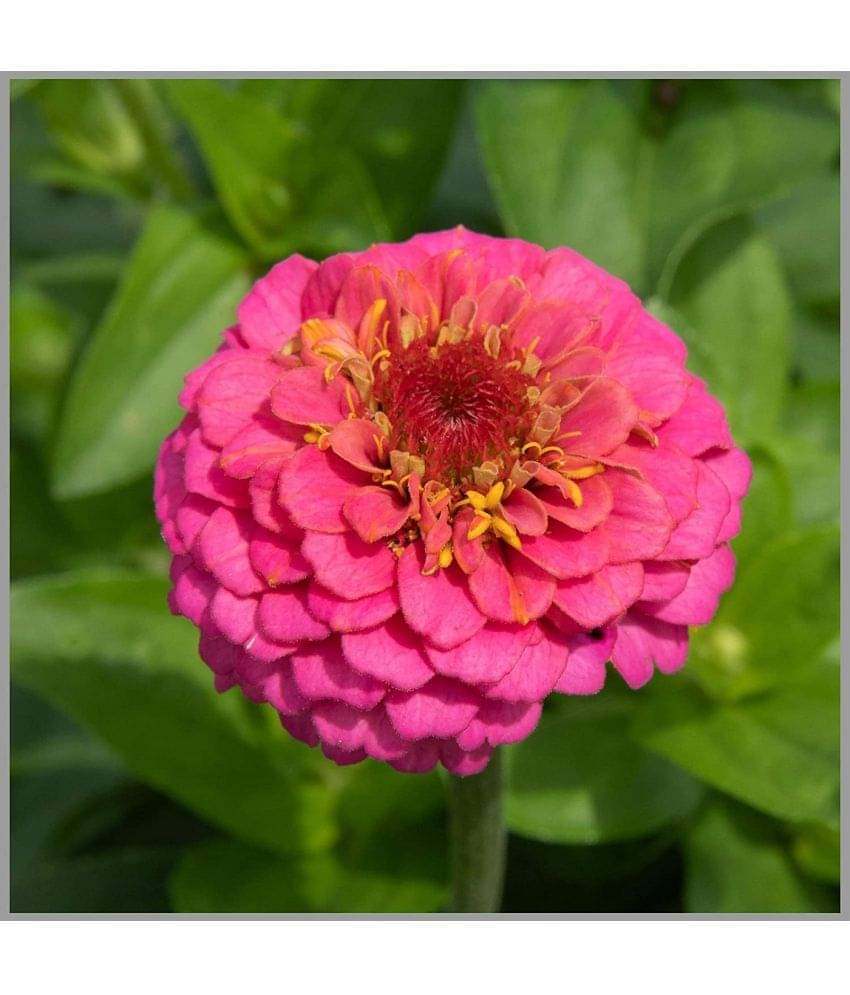 Zinnia Pink Color Flower Seeds Pack Of 30 | Indoor And Outdoor | for Planting in Home Kitchen Terrace Balcony Gardening Zinnia Pink Color Flower Seeds Pack Of 30 | Indoor And Outdoor | for Planting in Home Kitchen Terrace Balcony Gardening