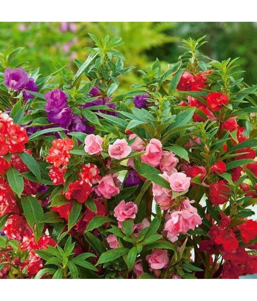     			Infintegreen Balsam Flower ( 100 Seeds )