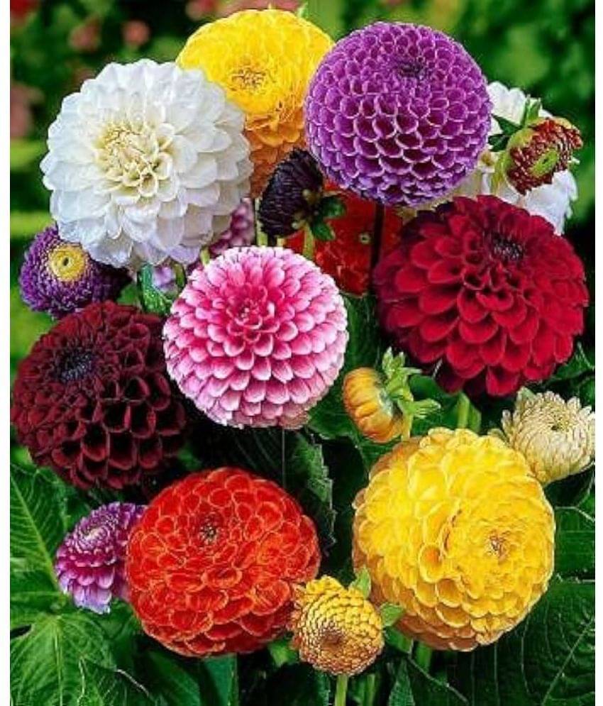     			Infintegreen Dahlia Flower ( 100 Seeds )