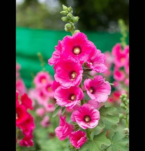     			Infintegreen Hollyhock Flower ( 100 Seeds )