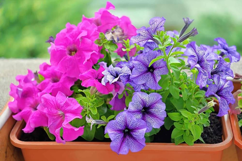     			Infintegreen Petunia Flower ( 100 Seeds )