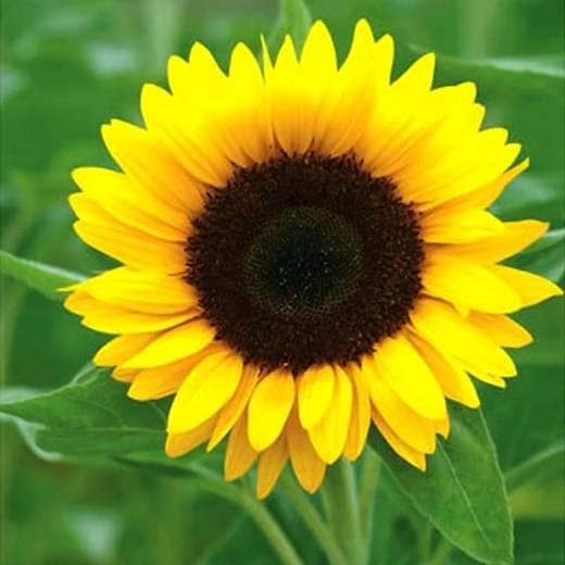     			Infintegreen Sunflower Flower ( 100 Seeds )