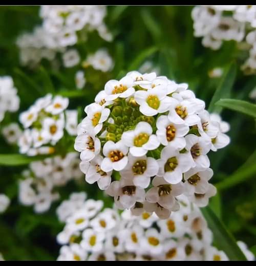     			Infintegreen Amaranth Flower ( 100 Seeds )